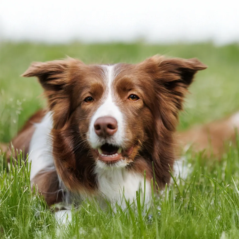Border Collie 01.webp